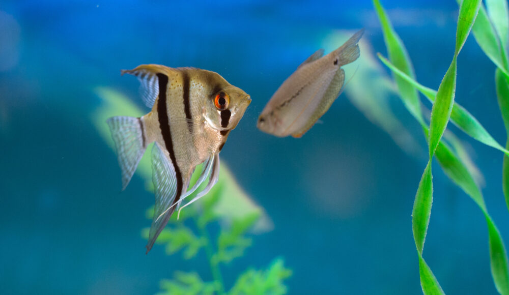 An aquarium scene featuring two fish swimming among vibrant green aquatic plants.