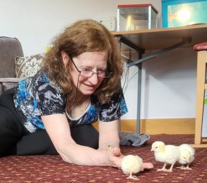 Resident Maureen Meggison having a wonderful time playing with the baby chicks at RMBI Care Co. Home Scarbrough Court in Cramlington