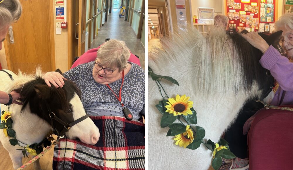 Left picture: RMBI Care Co. Home Queen Elizabeth Court resident Margaret in lilac top with black spots, and a checked black and white blanket covering her legs meets and greets Sparkles, the miniature black and white pony supported by her handler, Laura Owen in a blue jacket. Right: Sparkles, the miniature black and white Shetland pony with a sunflower garland necklace nuzzles up with resident Sheila in a purple jacket at RMBI Care Co. Home Queen Elizabeth Court, in Llandudno.