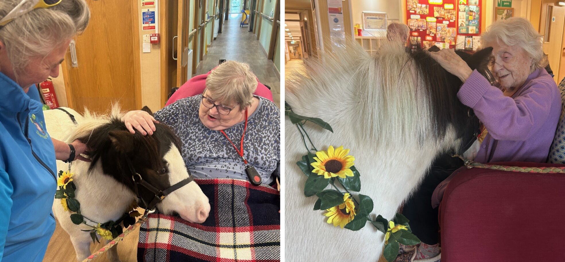 Left picture: RMBI Care Co. Home Queen Elizabeth Court resident Margaret in lilac top with black spots, and a checked black and white blanket covering her legs meets and greets Sparkles, the miniature black and white pony supported by her handler, Laura Owen in a blue jacket. Right: Sparkles, the miniature black and white Shetland pony with a sunflower garland necklace nuzzles up with resident Sheila in a purple jacket at RMBI Care Co. Home Queen Elizabeth Court, in Llandudno.