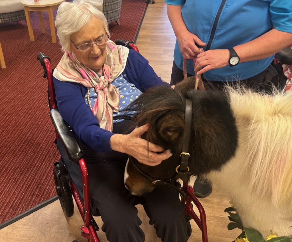 Resident Barbara in a blue cardigan, pink and beige scarf, and glasses is delighted to pet Sparkles, the miniature black and white pony with her handler Laura in a blue top.