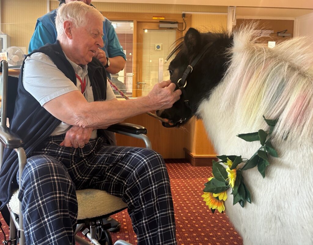 Resident Philip in a grey short sleeved shirt, a navy gilet and navy checked trousers is delighted to pet Sparkles, the miniature black and white pony at Queen Elizabeth Court in Llandudno.