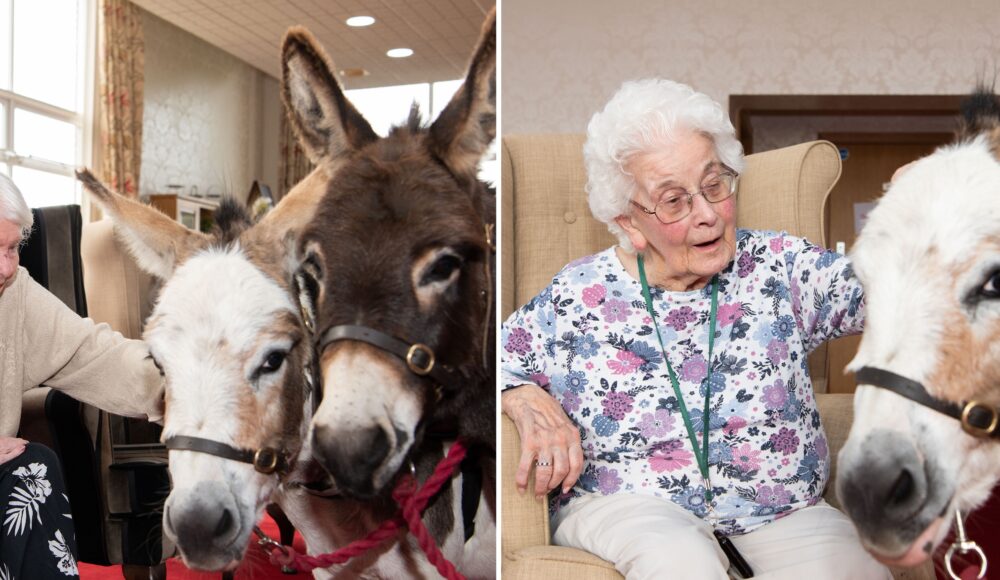 Left: Resident Margaret in a beige cardigan and black skirt with white feathers petting Freya, a skewbald beige and white donkey, and Tallulah, a dark brown donkey. Right: Resident Patricia in a pink and purple floral top and glasses stroking Freya, a skewbald beige and white donkey.