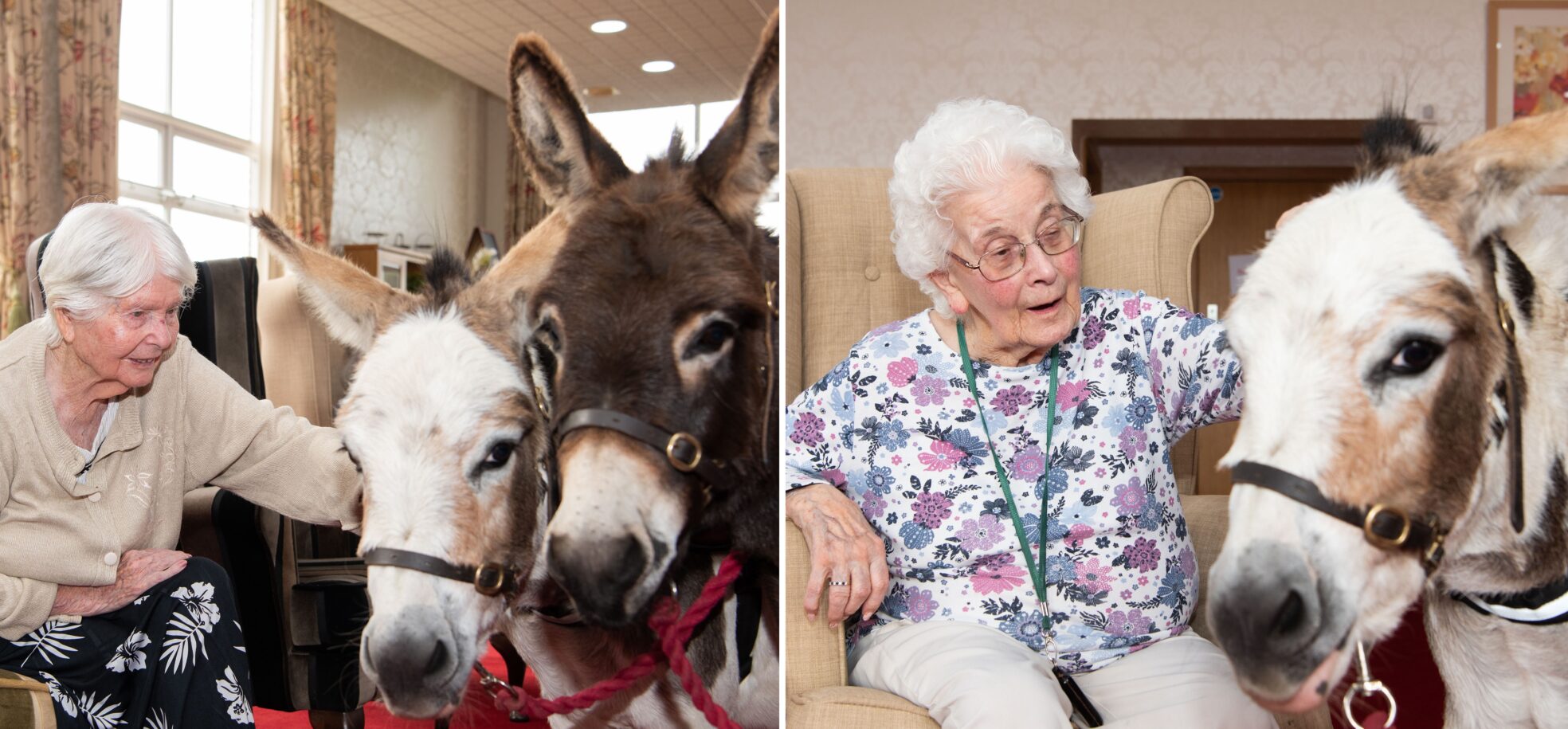 Left: Resident Margaret in a beige cardigan and black skirt with white feathers petting Freya, a skewbald beige and white donkey, and Tallulah, a dark brown donkey. Right: Resident Patricia in a pink and purple floral top and glasses stroking Freya, a skewbald beige and white donkey.