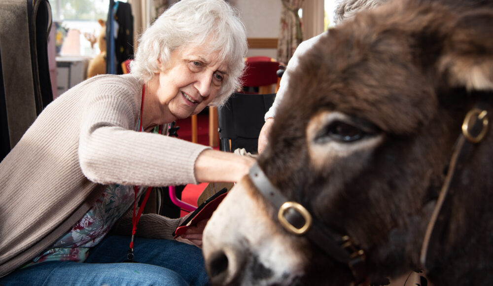 Resident Rae at Devonshire Courtgently strokes Tallulah, a dark brown donkey