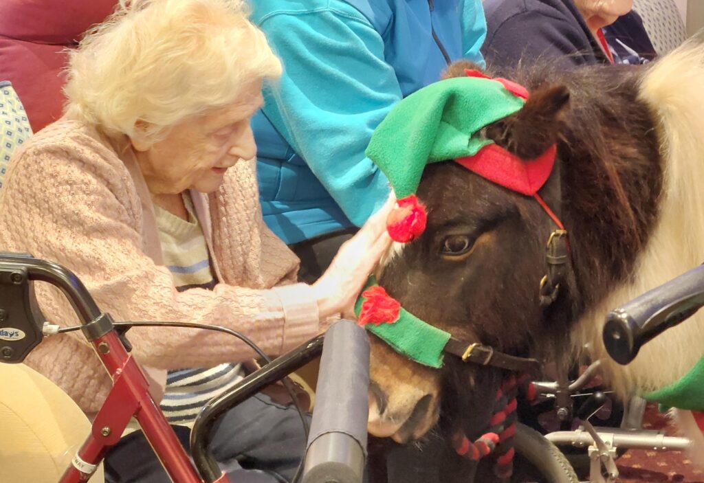 A resident wearing a pink cardigan, in a wheelchair gently pets a miniature horse, showcasing a heartwarming moment of connection and joy