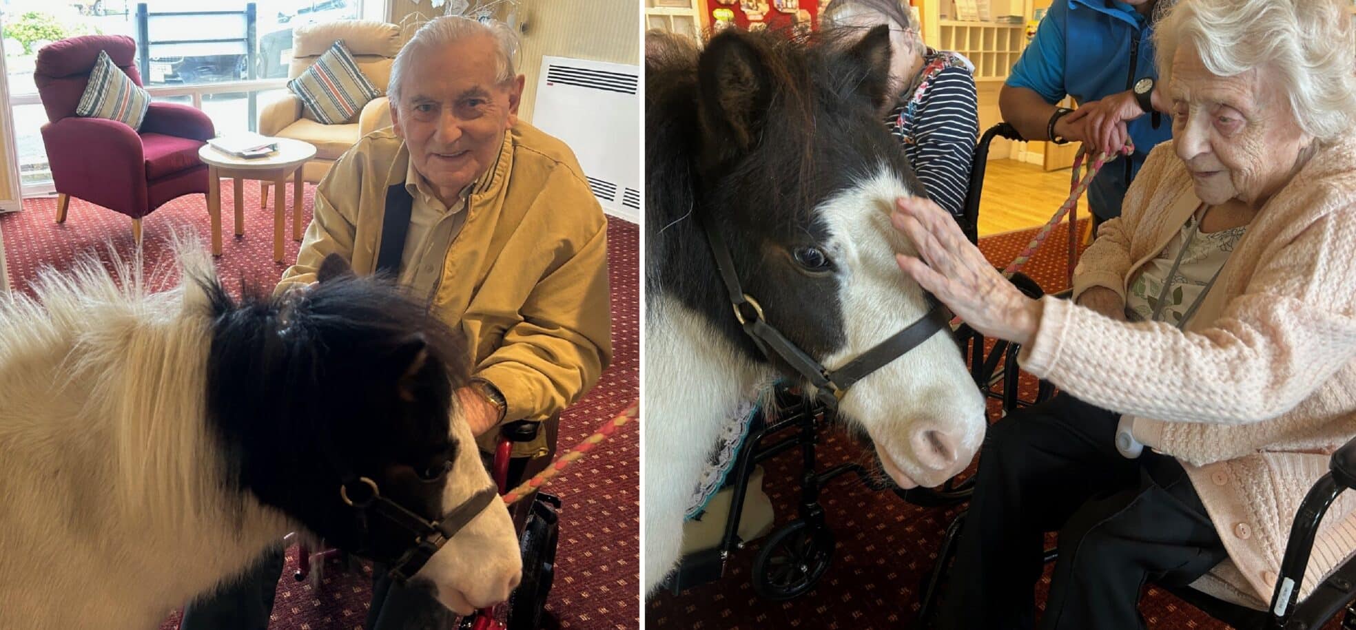 Left: Queen Elizabeth Court resident Gerald meets Sparkles, the miniature therapy pony in Llandudno. Right: 100 year old resident Sheila enjoys stroking Sparkles, the miniature therapy pony.