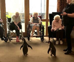 Penguins meeting care home residents.