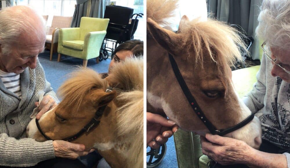 Residents Bryan and Maureen greets Monet, an American miniature horse at Connaught Court