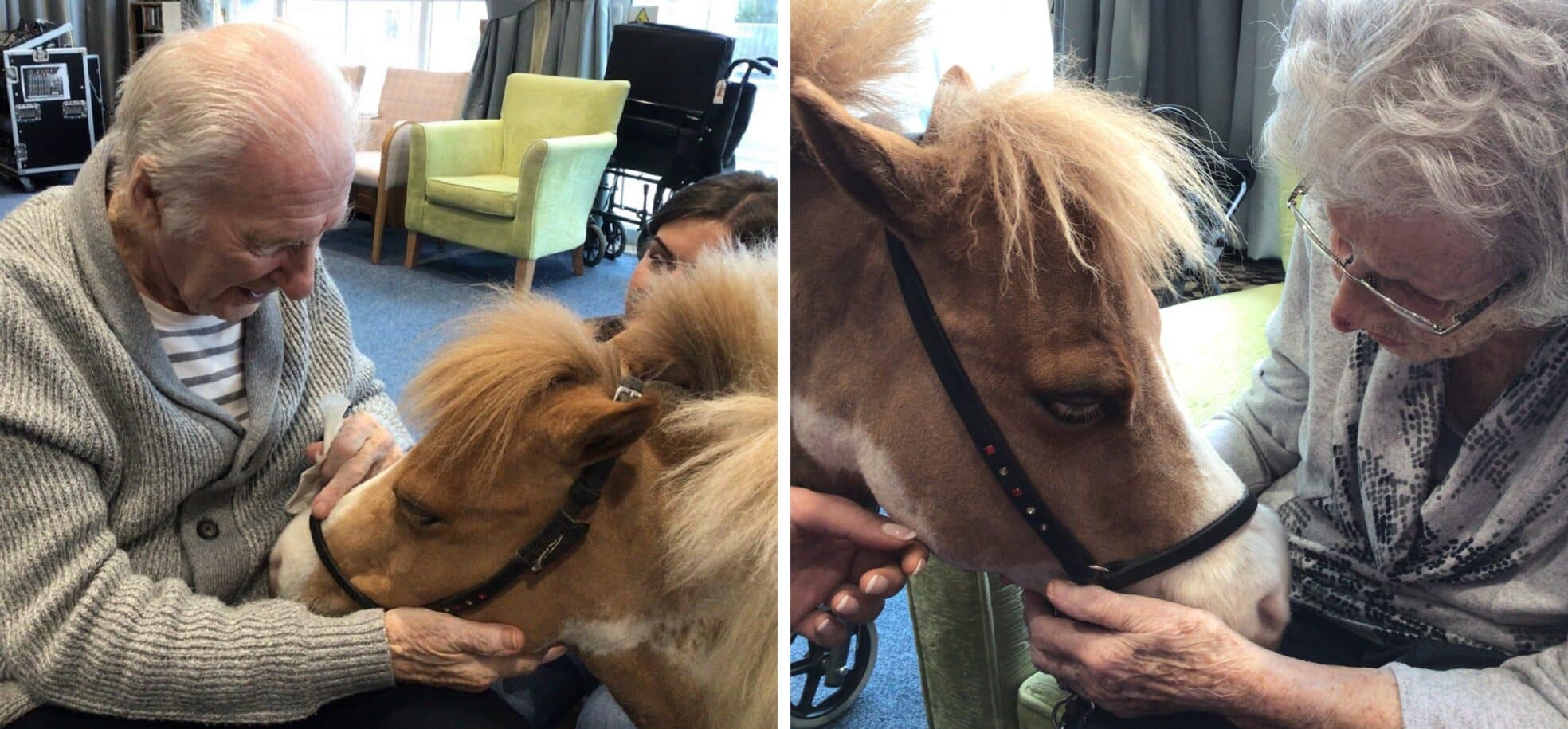 Residents Bryan and Maureen greets Monet, an American miniature horse at Connaught Court