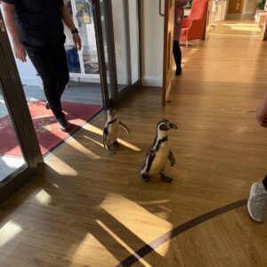Two penguins visiting a care home
