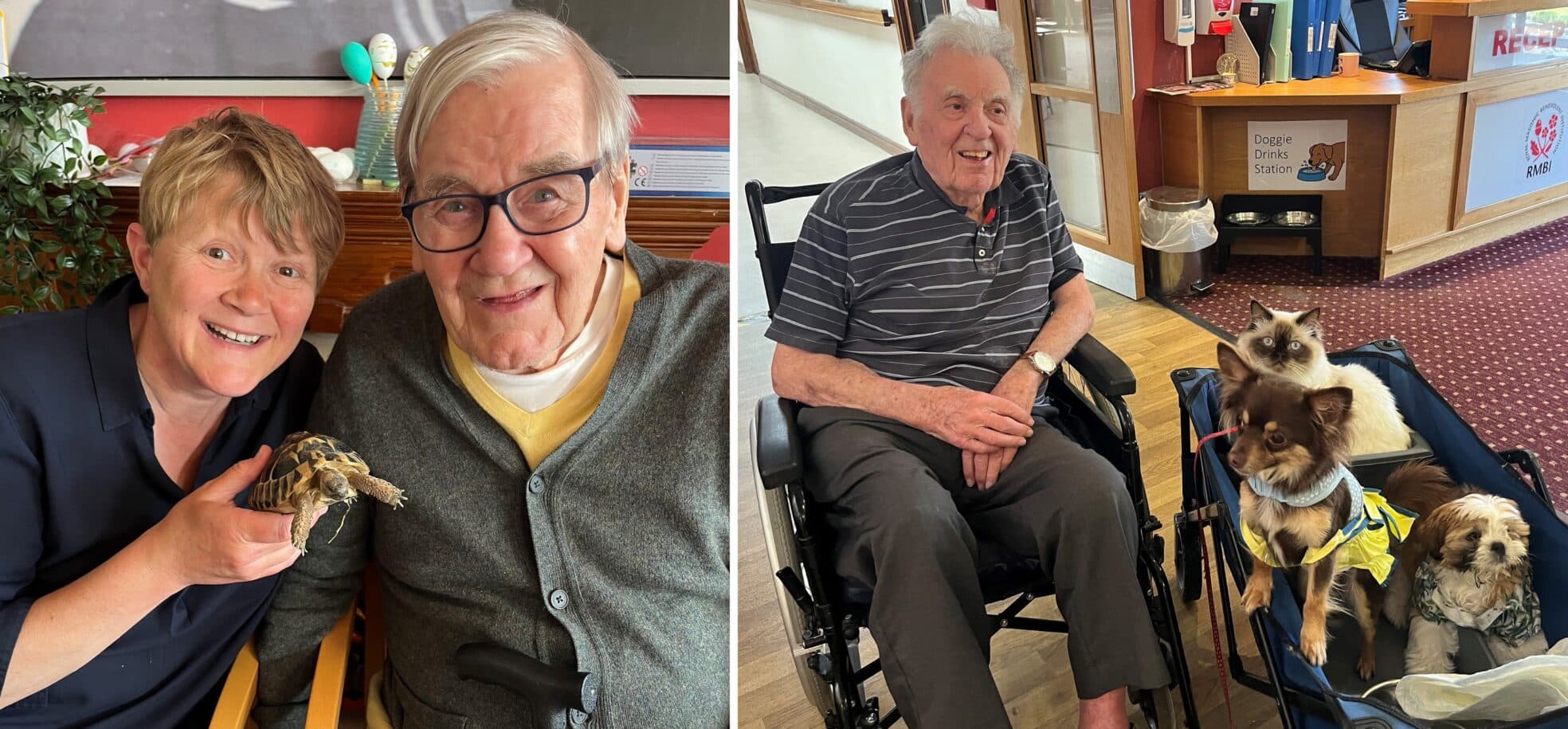 (L): Resident John is delighted to meet a tortoise with his daughter Donna at RMBI Care Co. Home Prince George Duke of Kent Court, in Chislehurst. (R): Resident Ken is bemused to meet Diego the dancing Chihuahua, a puppy, and a rag doll cat.